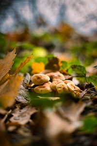 Close-up of leaves growing on plant