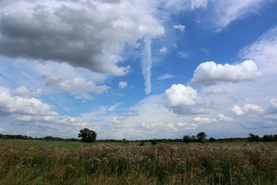 Scenic view of agricultural field against sky