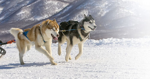 Sled dogs team running in the snow on kamchatka on soft sunlight