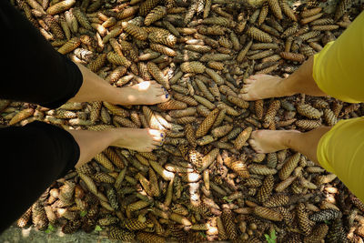 Low section of females standing on pine cones
