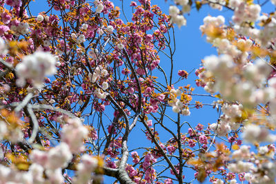 Low angle view of cherry blossoms against sky