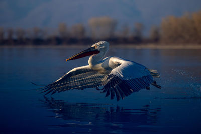 Bird flying over lake