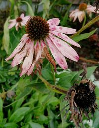 Close-up of coneflower blooming outdoors