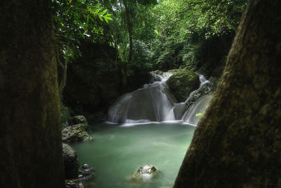 Scenic view of waterfall in forest