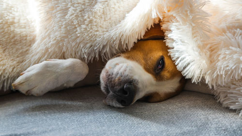 Close-up of dog resting on bed at home