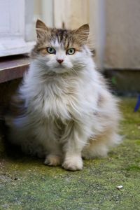 Portrait of cat sitting outdoors