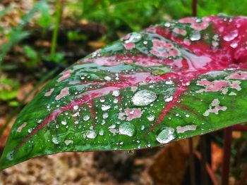 Close-up of wet plant