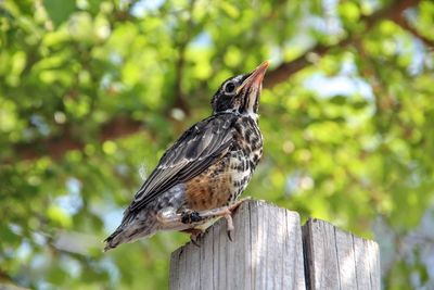 Young robin perching on wood