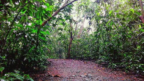 Trees in forest