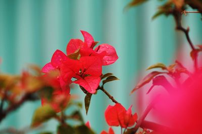 Close-up of red flowers blooming outdoors