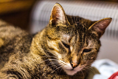 Close-up of a cat