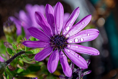 Close-up of water drops on pink flower