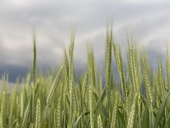 Close-up of wheat growing on field against sky