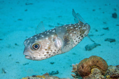 Close-up of fish swimming in sea