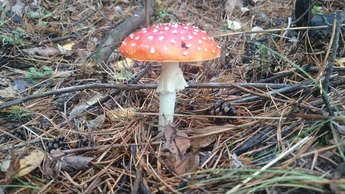 Close-up of mushroom growing on tree trunk