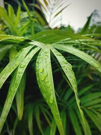 Close-up of wet plant