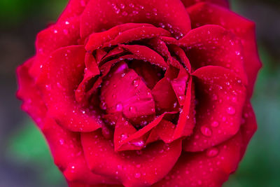 Close-up of wet red rose flower