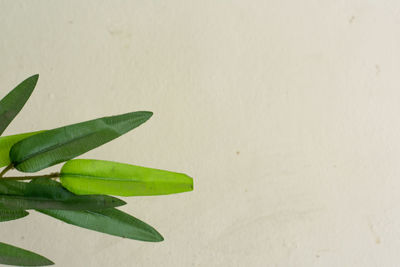 Close-up of plant against wall