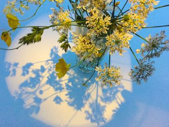 Close-up of blue flower tree against sky