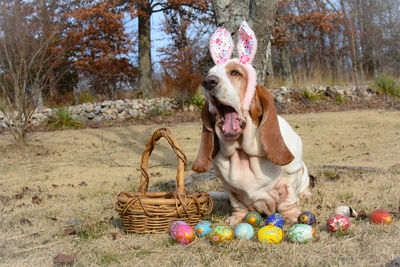 Portrait of dog on field wearing easter costume 