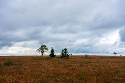 Trees on field against sky