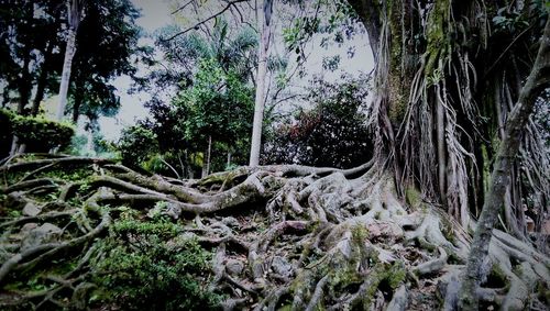 Low angle view of trees