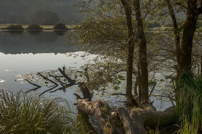 Scenic view of lake in forest