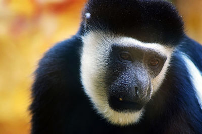 Close-up of a monkey looking away