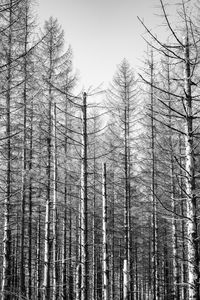 Trees in forest during winter