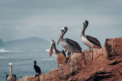 Seagulls perching on rock by sea against sky