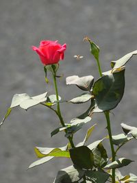 Close-up of red flowers