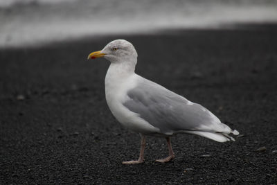 Close-up of seagull perching outdoors