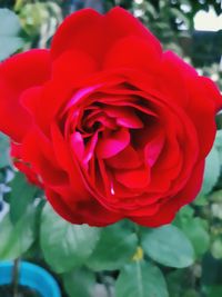 Close-up of red rose blooming outdoors