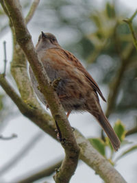 Close-up of bird perching on branch