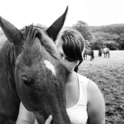 domestic animals