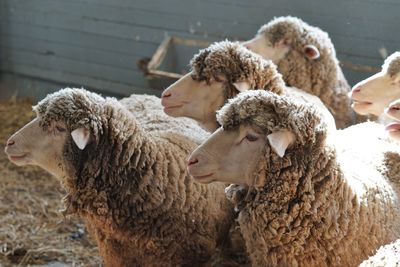 Close-up of flock of sheep