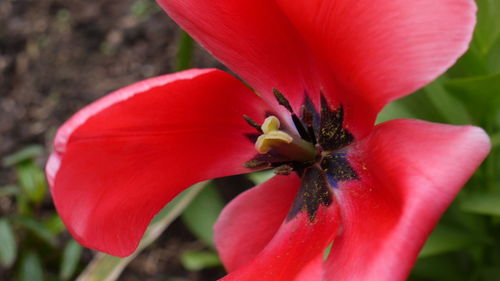 Close-up of red flower