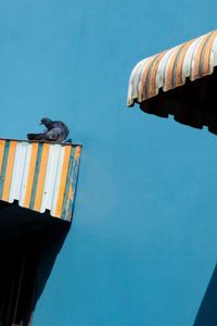 Low angle view of bird perching on building against sky
