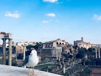 Seagull perching on a building