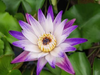 Close-up of purple flower