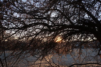 Low angle view of tree against sky