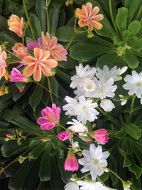 Close-up of flowers