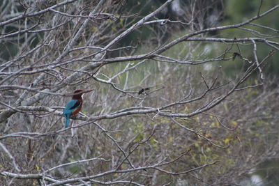 Bird perching on branch in forest