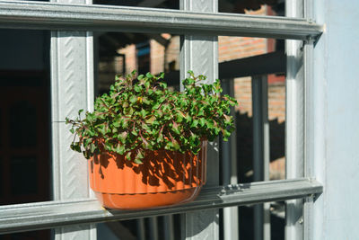 Close-up of potted plant on window sill