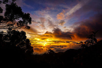 Low angle view of silhouette trees against dramatic sky
