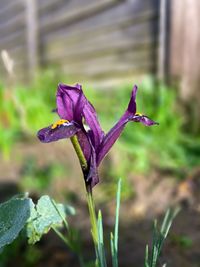 plant