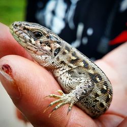 Close-up of lizard