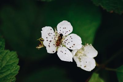 Close-up of white flowering plant with bee