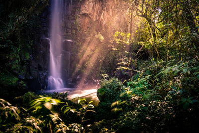 Scenic view of waterfall in forest