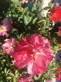 Close-up of pink flowers